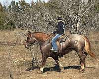 percheron-quarter-horse