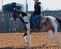 beginner-safe-quarter-horse