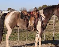 draft-quarter-horse