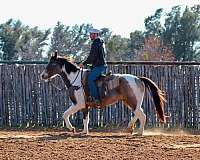 family-horse-quarter