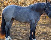 blue-roan-rear-socks-horse