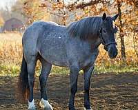 quarter-horse