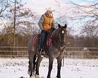 family-horse-quarter