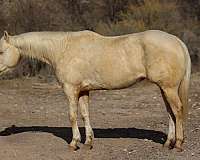 quarter-horse