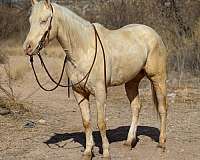 ranch-work-quarter-horse