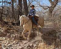 husband-safe-quarter-horse