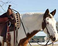 ranch-work-quarter-pony