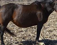 gypsy-vanner-appaloosa-horse