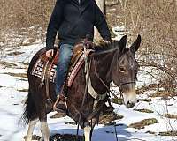 ranch-work-quarter-horse