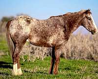 quarter-horse