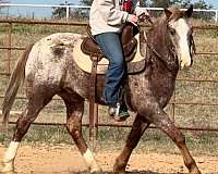 beginner-safe-quarter-horse