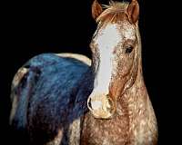 ranch-work-quarter-horse