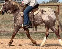 trail-quarter-horse