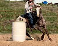 all-around-quarter-horse