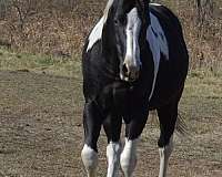 black-rein-horse