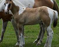 tobiano-horse