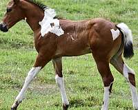 black-tobiano-horse