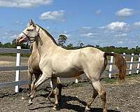 ialha-andalusian-filly-mare