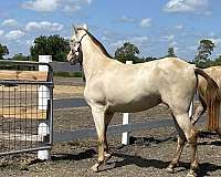 breeding-andalusian-horse