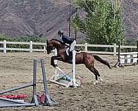 jumper-thoroughbred-horse