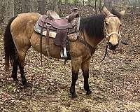 trail-trail-riding-quarter-horse