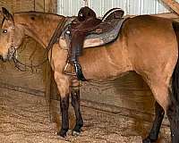 buckskin-quarter-horse-mare