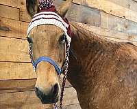 buckskin-trail-trail-riding-horse