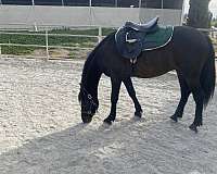 black-friesian-gelding