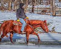 athletic-quarter-horse