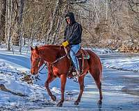 beginner-quarter-horse