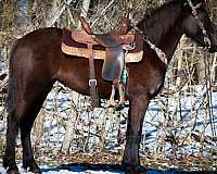 all-around-friesian-horse