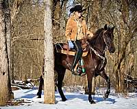 beginner-friesian-horse