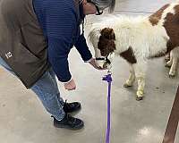 4-hand-miniature-horse