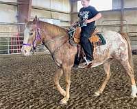 15-hand-appaloosa-mare