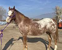 15-hand-appaloosa-horse