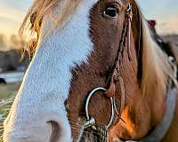 beautiful-blaze-as-well-stockingssocks-horse