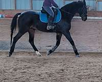 trail-gelding