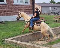 beautiful-quarter-horse