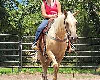 palomino-quarter-horse