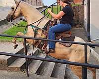 ranch-quarter-horse