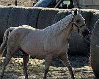 all-around-quarter-horse