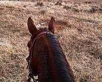 aqha-quarter-horse