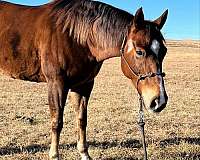 aqha-gelding-quarter-horse