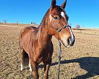 barn-quarter-horse