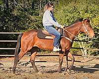 advance-beginner-appendix-horse