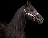 awards-stallion