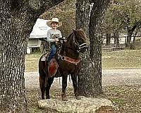 gentle-pony-gelding