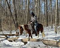 blanket-missouri-fox-trotter-horse