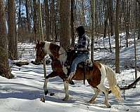 full-of-energy-missouri-fox-trotter-horse