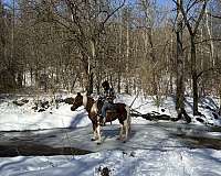 hay-missouri-fox-trotter-horse